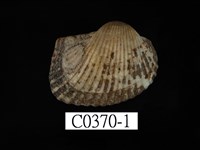 藏品(舵毛蚶)的圖片